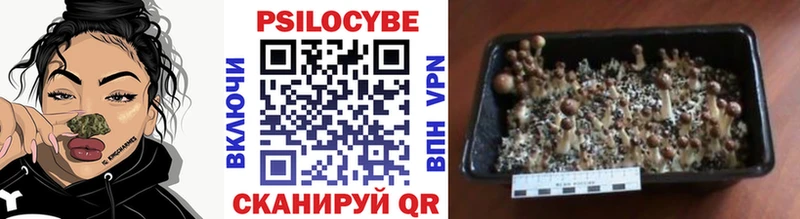 купить наркотик  Ессентуки  Псилоцибиновые грибы мицелий 